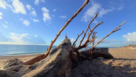 trunk of a tree on a beach, virgin, without people, smooth shot with gimbal