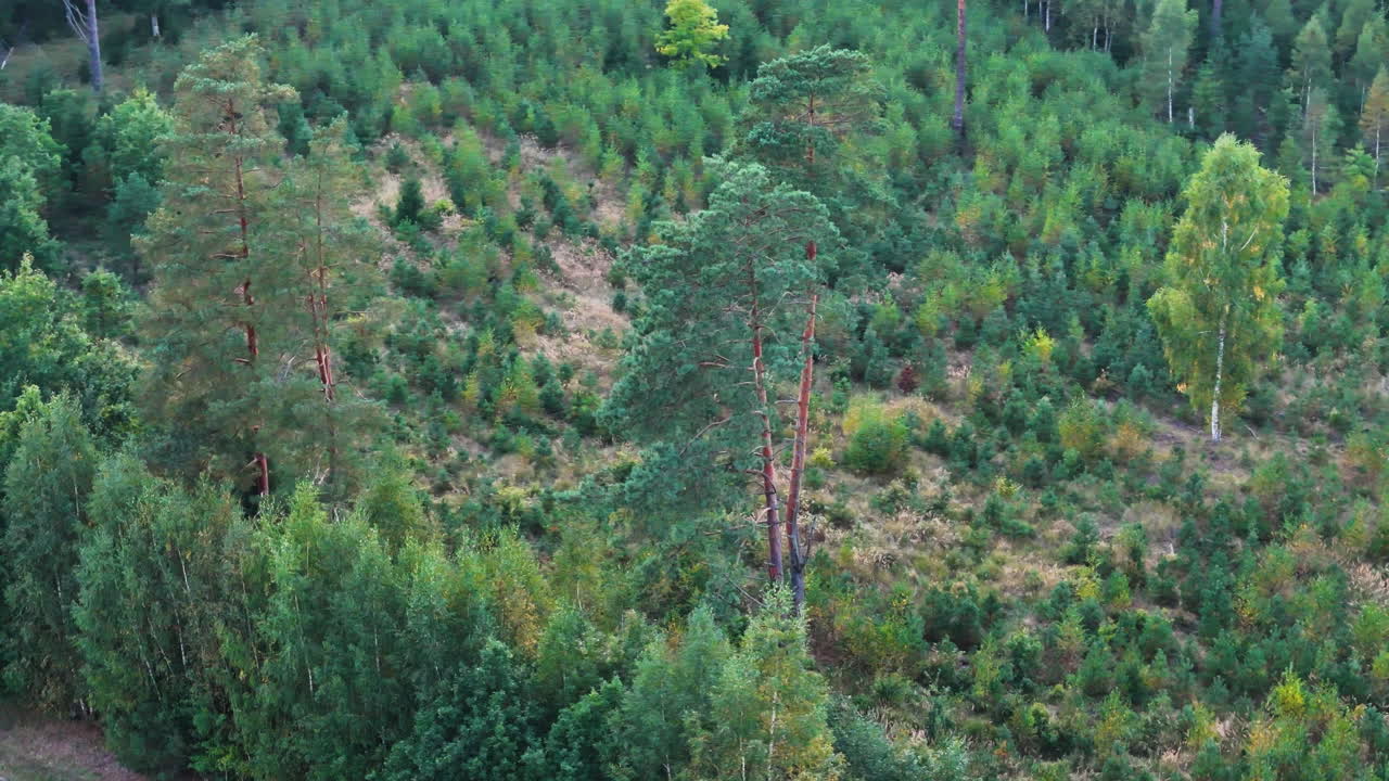 Reforestation And Afforestation Projects Bring Sustainable Solutions And Benefits To The Natural Environment. 4K Aerial Rotation Over New Trees Growing In The Rural Forests Of Aizpute, Latvia.