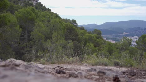 bosque siempre verde en la ladera de las montañas de alcoi, valencia, españa, estática