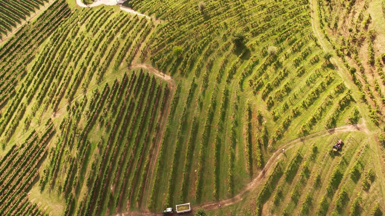 Veduta aerea dall'alto sulle famose colline del Prosecco con filari di vigneti, Italia, al crepuscolo