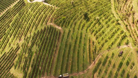 Aerial-top-view-over-the-famous-prosecco-hills-with-vineyard-rows,-Italy,-at-dusk