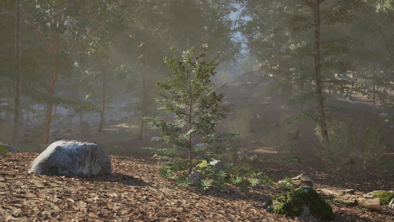어린 나무와 큰 바위가 있는 숲에서 조용한 아침