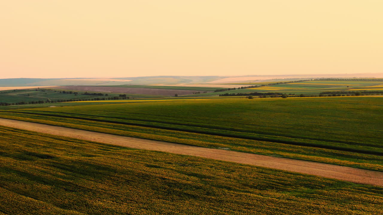 Wide angle Sunflower fields in Moldova during sunset