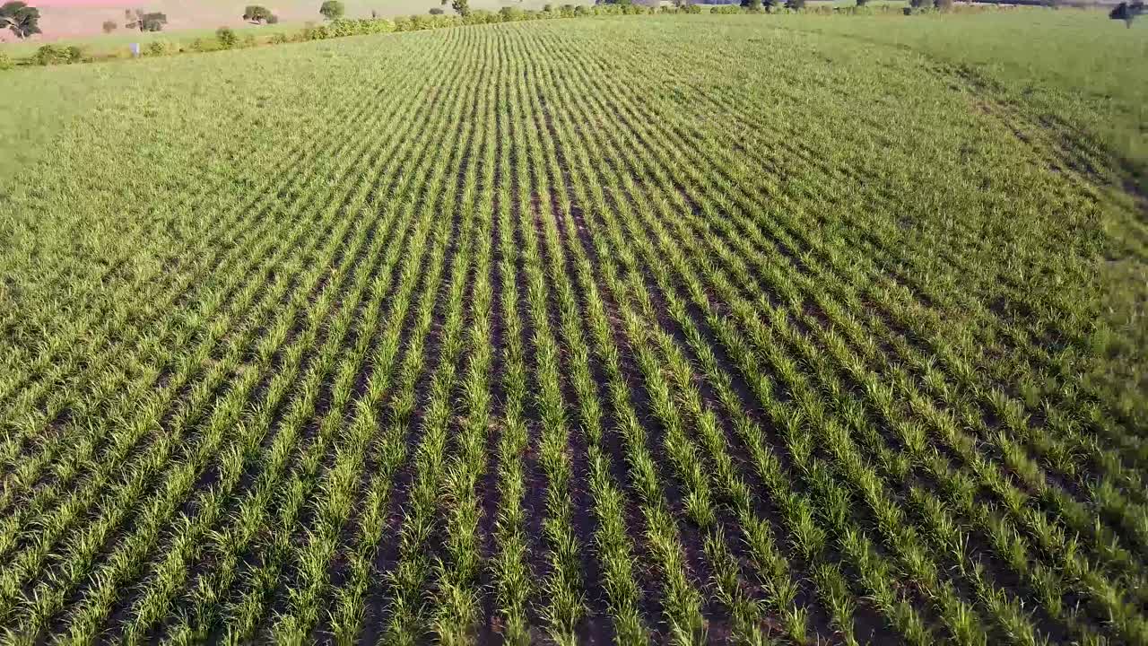 campo de caña de azúcar al atardecer en el sureste de brasil