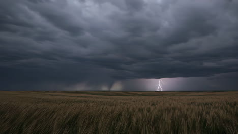 stormy wheat field