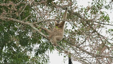 A male and female feeding together and the other moves to the right, White-handed Gibbon Hylobates lar , Thailand