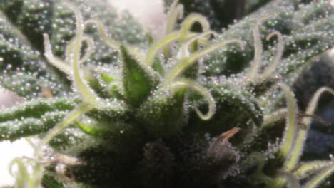 closing in on a female marijuana flowered apical bud with leafs full of pistils and glassy thricomes on black background