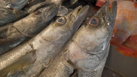 Seafood-fish-market-fish-for-sale-at-Asia-Thailand