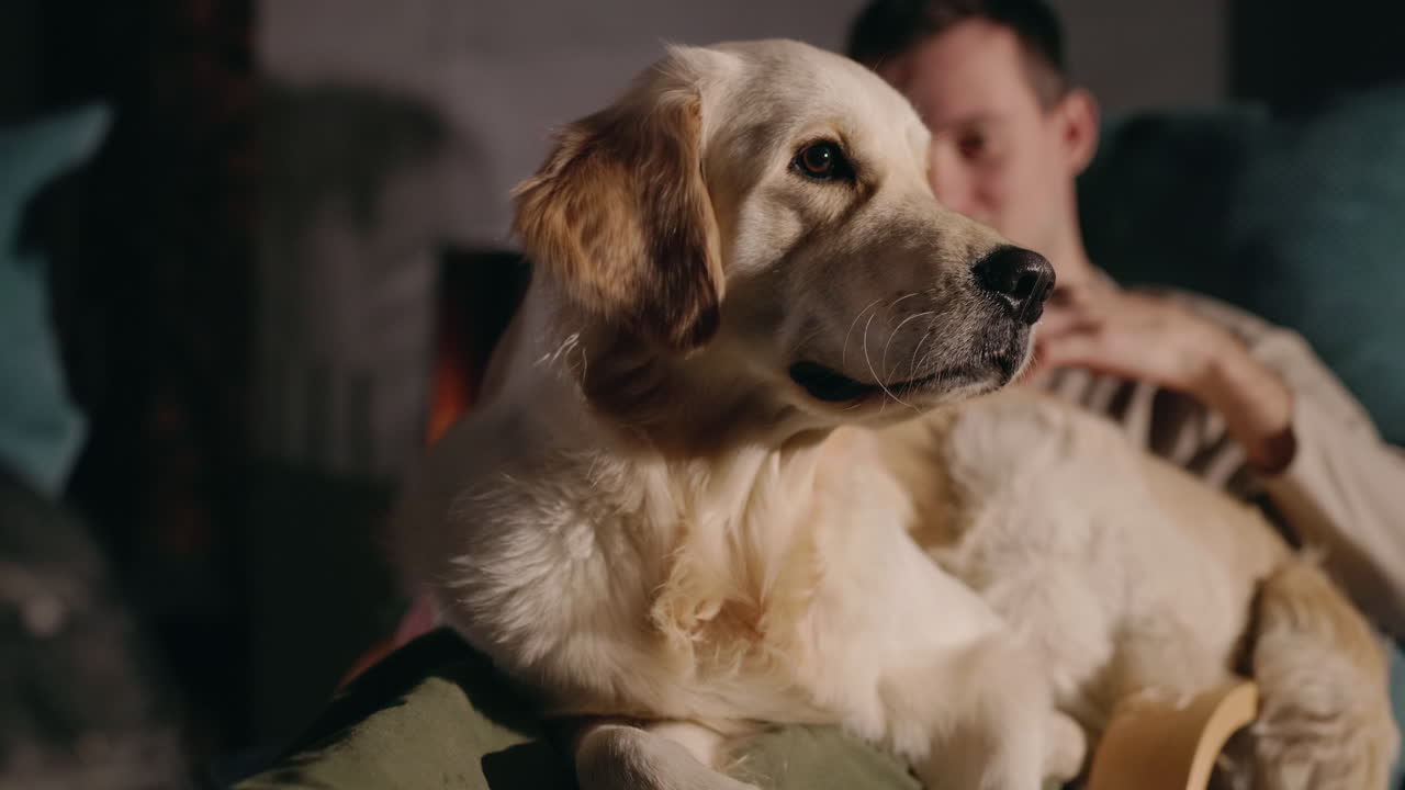 주인과 함께 집에 있는 골든 리트리버