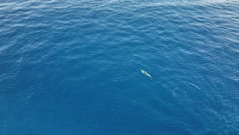 aerial of lone dolphin swimming and diving into the deep blue pacific ocean