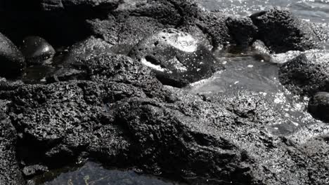 algas amarillas que crecen en estrato de roca volcánica con pequeñas olas salpicando sobre ellas