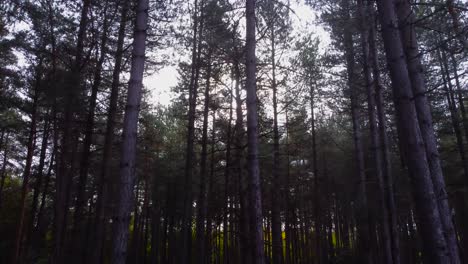 Volando-En-Las-Copas-De-Los-Bosques,-Paisaje-De-Bosque-De-Mal-Humor-Oscuro