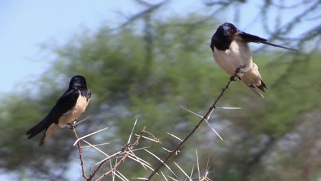 two barn swallows on a thorny bush in african landscape, side view, medium shot, blue sky