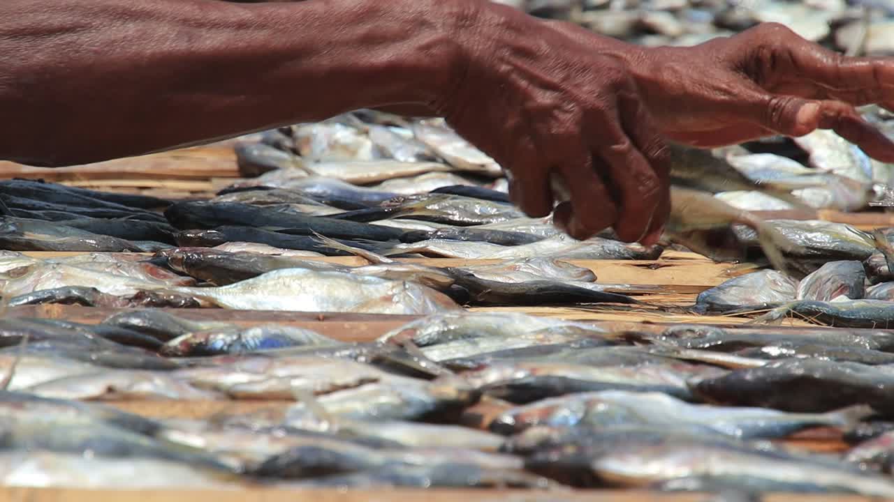 trabajadores preparando pescado para secarlo al sol y convertirlo en pescado seco salado