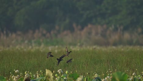 four ducks landing in a field of tall green grass and white flowers. the background is a blurred out forest.