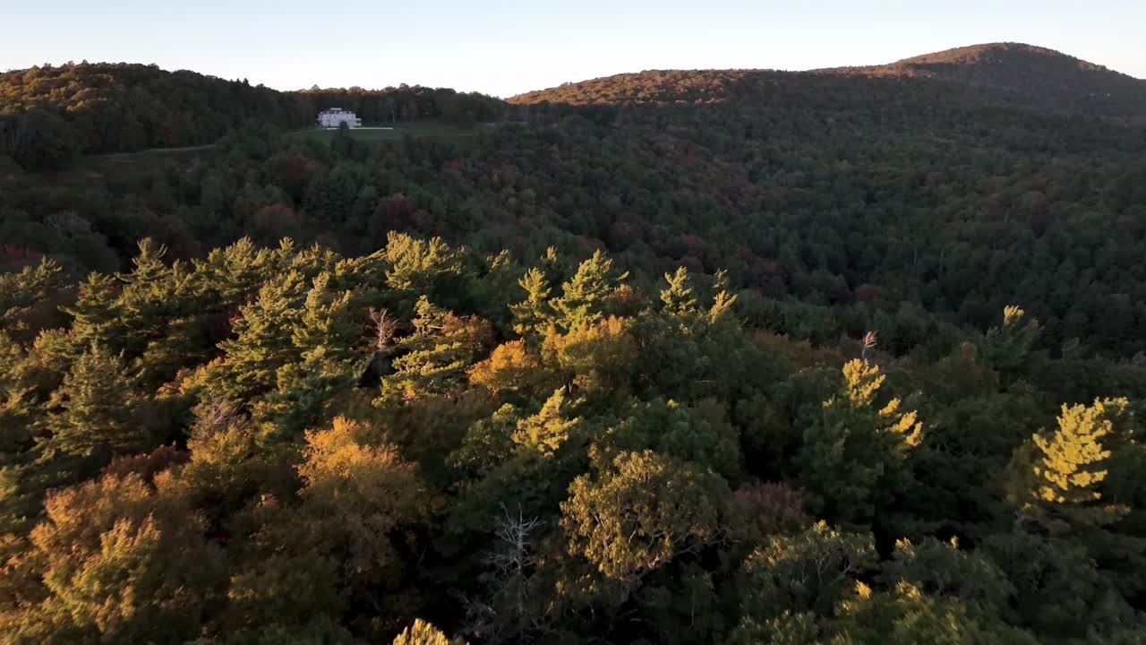 аэрофотосъемка с высоты птичьего полета над соснами вблизи поместья мозес коун