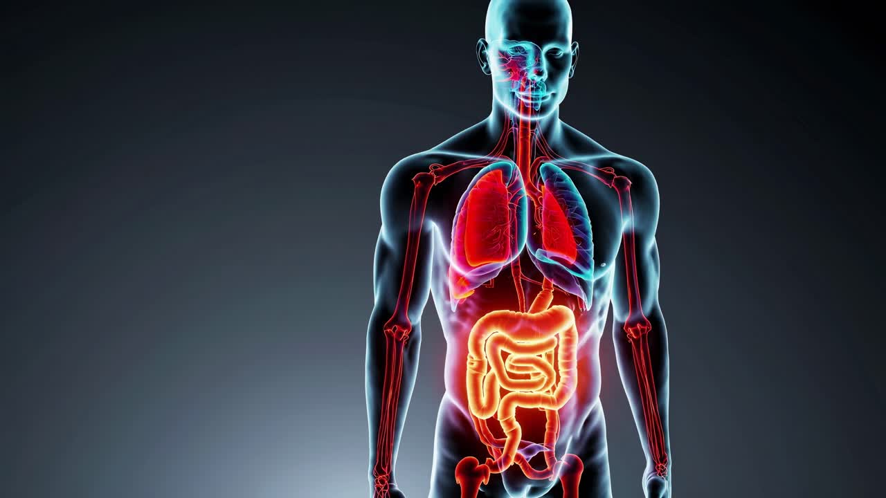 Transparent male body highlighting lungs and intestines in a colorful x ray style, perfect for medical and scientific presentations focusing on anatomy and physiology