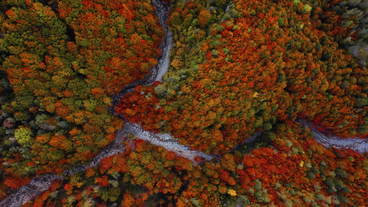 Aerial view of vibrant autumn trees in the Italian Alps, serene and colorful