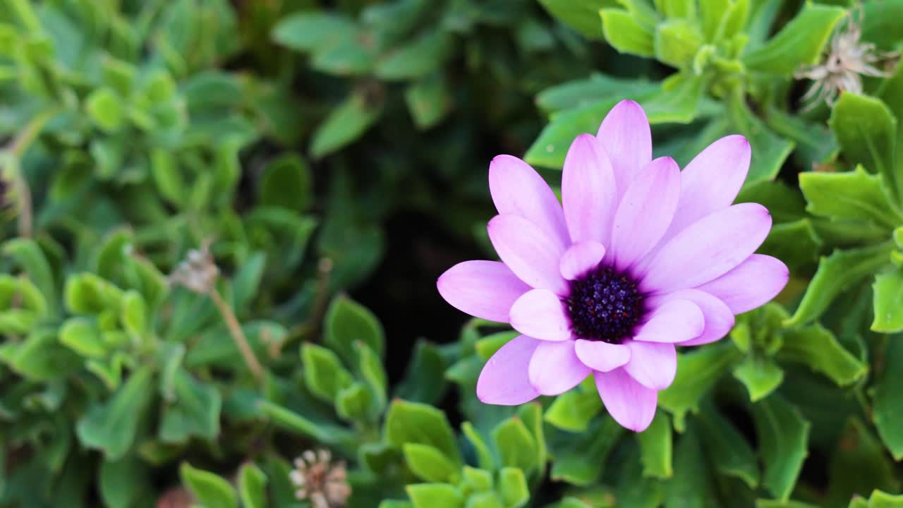 una flor de margarita de cabo en el verde exuberante