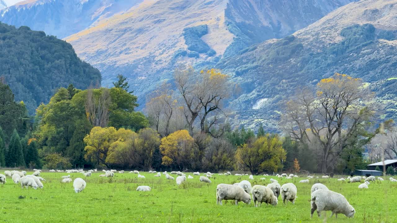 Sheep graze peacefully on green pasture with trees and mountains in the scenic background