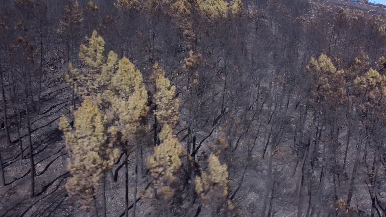 burnt mountain trees after a forest fire on sunny day, aerial landscape
