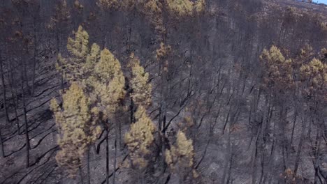 burnt mountain trees after a forest fire on sunny day, aerial landscape