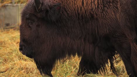 bison grazing in vestarelen, norway, showcasing the natural beauty and wildlife of the region