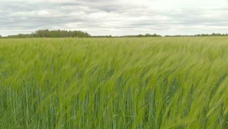 Wind-blowing-vast-green-barley-field-on-cloudy-summer-day,-static