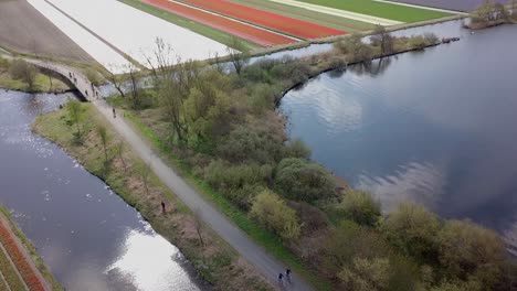 Panning-up-view-of-the-tulip-field-in-Holland