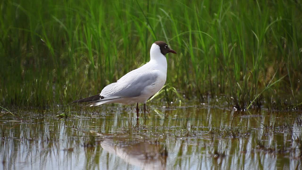 черноголовая чайка ищет пищу на мелководье