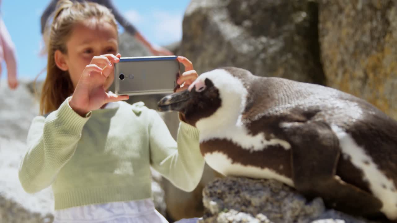 chica tomando una foto de un joven pájaro pingüino con un teléfono móvil 4k