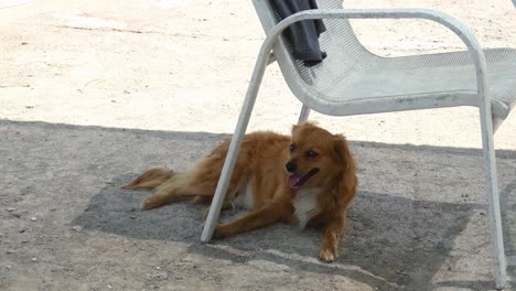 a dog lying down panting underneath a white chair in the shade, resting from the heat of the sunny day