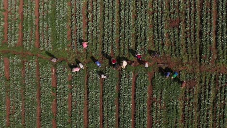drone-shot-of-farmers-working-in-a-plantation