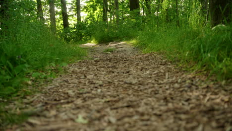 toma deslizante de un camino en el bosque