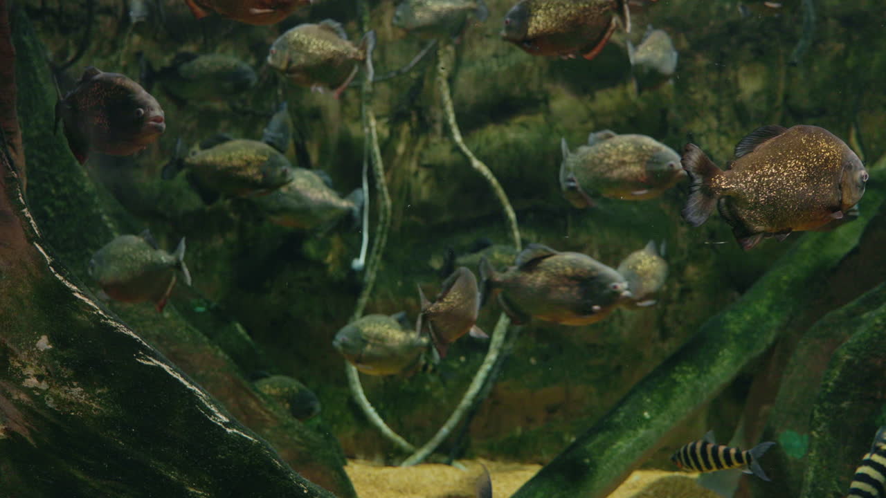 수족관 에 있는 피라냐