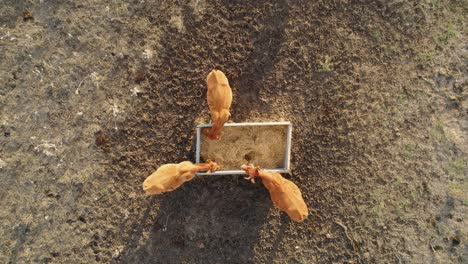 Top-down-drone-shot-of-three-cows-eating-hay-amidst-a-drought