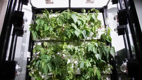 Plants-growing-in-an-artificial-greenhouse,-innovative-growing