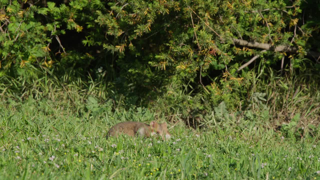 Un criceto che cerca cibo vicino a un cespuglio al bordo del prato, raccogliendo semi e riempiendo le sacche guanciali in un contesto di prato naturale. Comportamento della fauna selvatica, un piccolo e grazioso roditore che si nutre all'aperto.