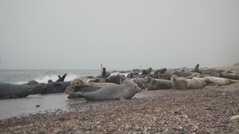 herd of young and adult seals lying and moving on the sandy beach shore of the sea in horsey gap england uk