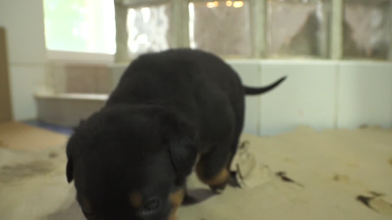 cerca de un cachorro de pura raza rottweiler lindo hocico