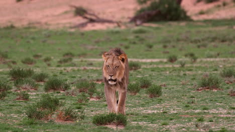 wild lion walking in african savanna - close up