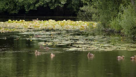 Weitwinkelaufnahme-Von-Seerosenblättern-Mit-Seerosenblüten-Auf-Dem-See,-In-Der-Mehrere-Enten-Herumschwimmen