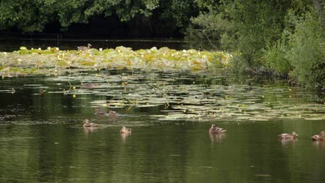 tiro ancho de pads de lirio de agua con flores de lirio de agua en el lago con múltiples patos nadando alrededor