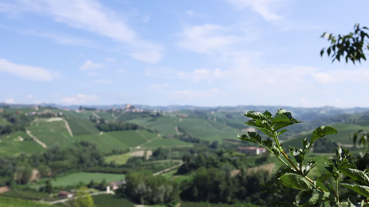 은 파란 하늘 아래 울창한 포도