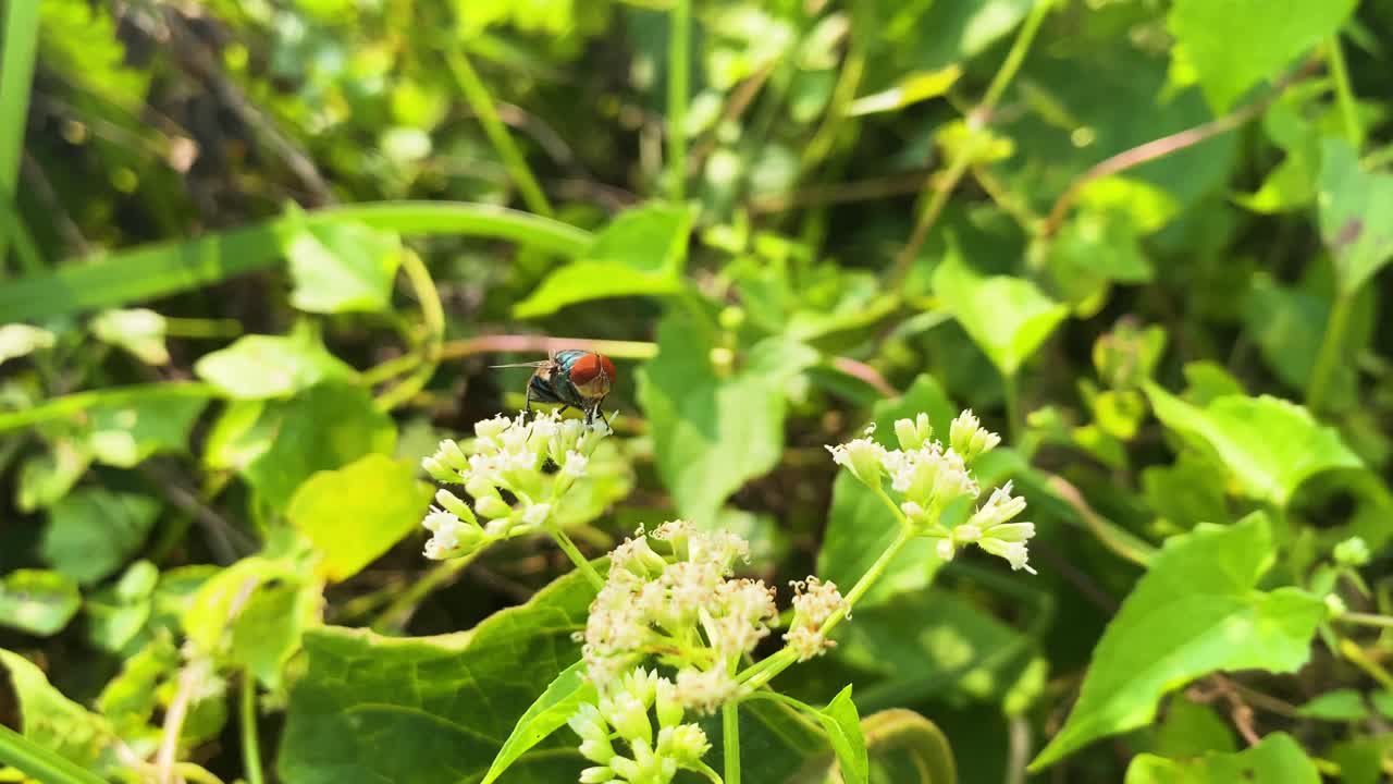 Una mosca orientale delle latrine, o mosca azzurra orientale, si posa su un fiore di campo bianco, Chrysomya megacephala