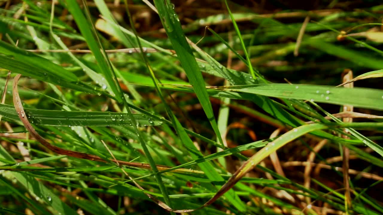 hierba besada por el rocío
