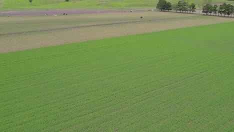 Aerial-shot-of-green-field-with-cows-grazing