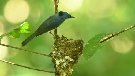 parent bird perched on the side of he nest knowing what can be done to its nest and chicks while chirping, black-naped blue flycatcher hypothymis azurea, thailand