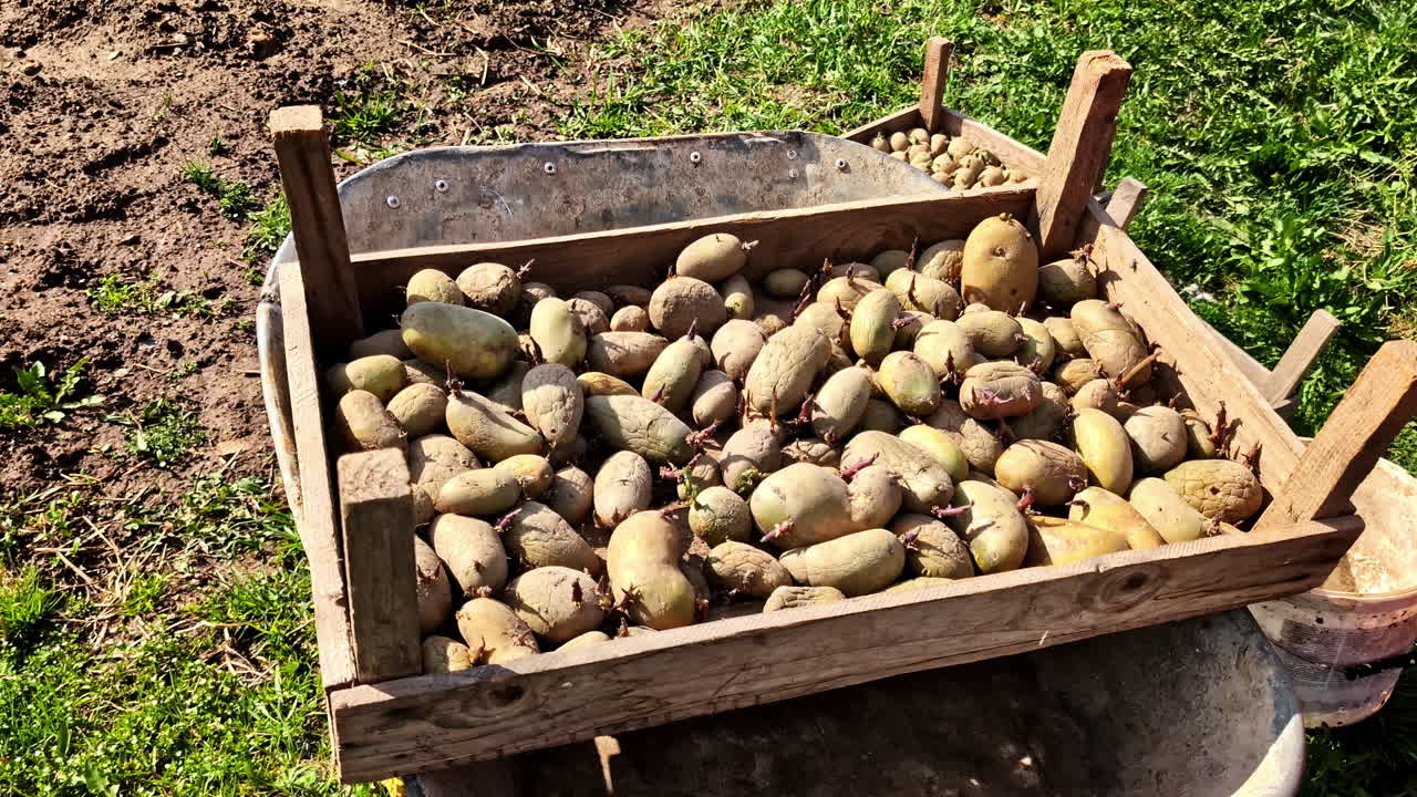 Sprouting seed potatoes in wooden tray on a wheelbarrow