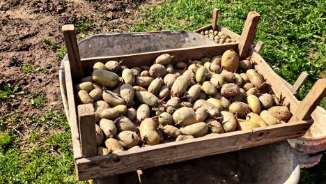 sprouting seed potatoes in wooden tray on a wheelbarrow